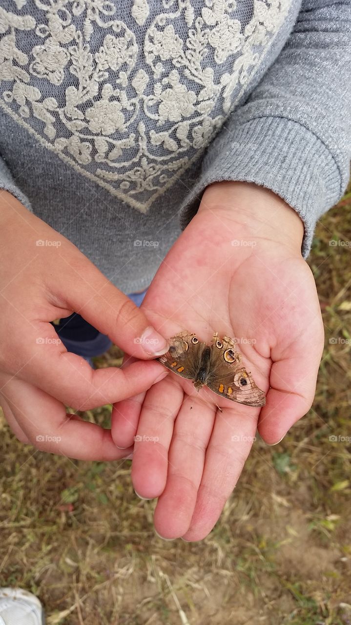Butterfly in hands