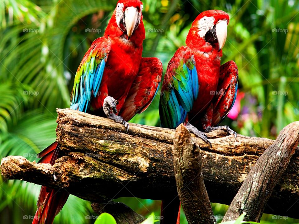 Exotic parrots