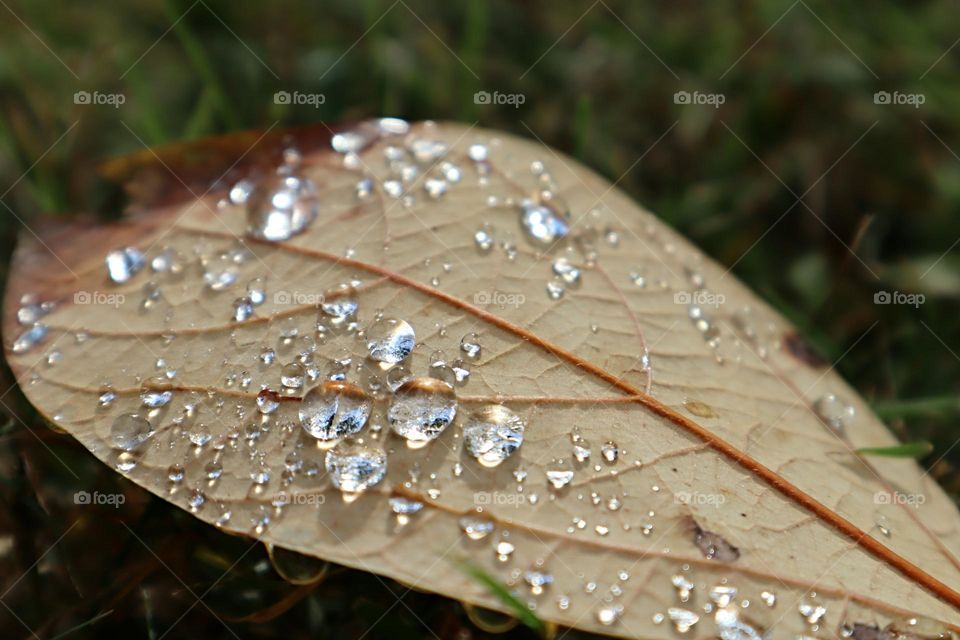 close up of dew drops on the back of a yellow brown leaf in autumn