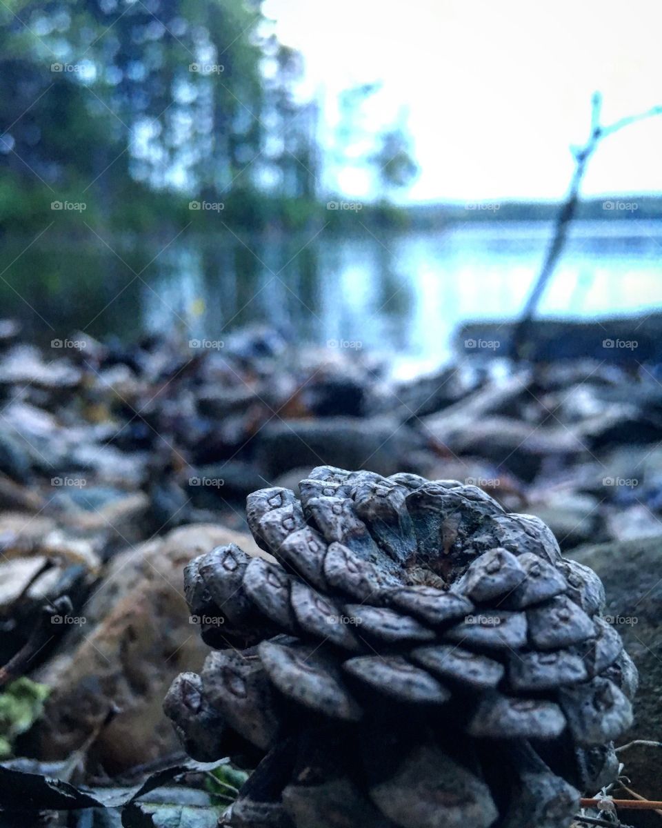 Pinecone