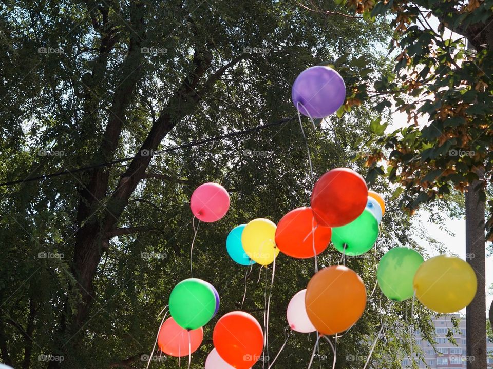 Balloon, Tree, Nature, Color, Celebration