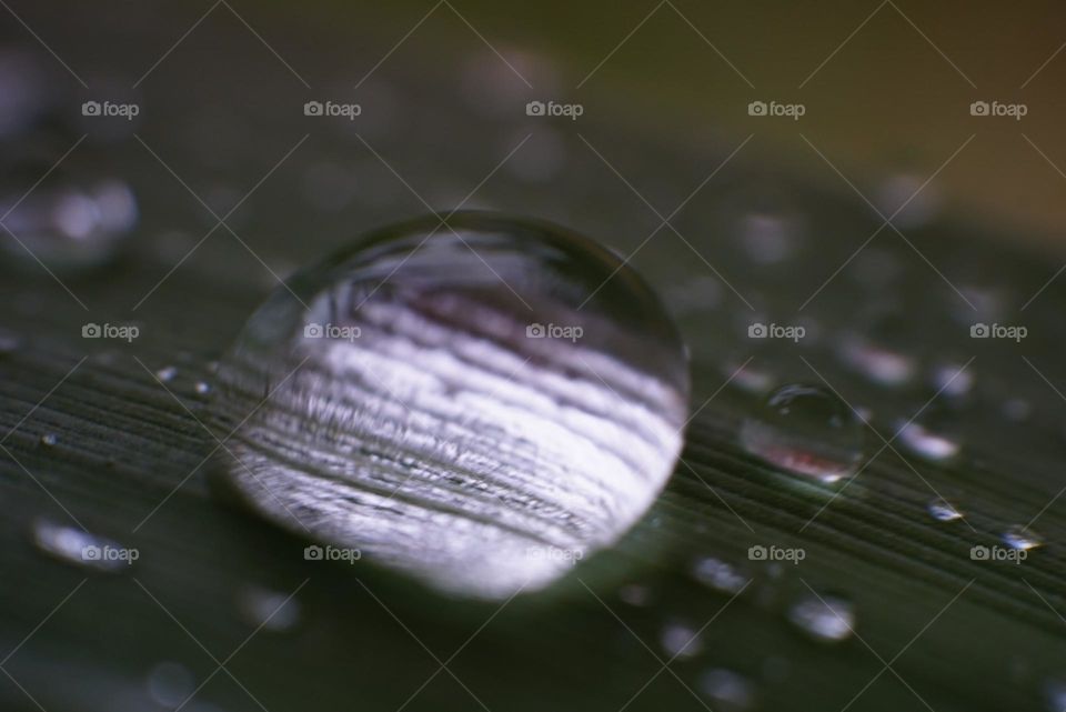 Drops#water#leaves#nature