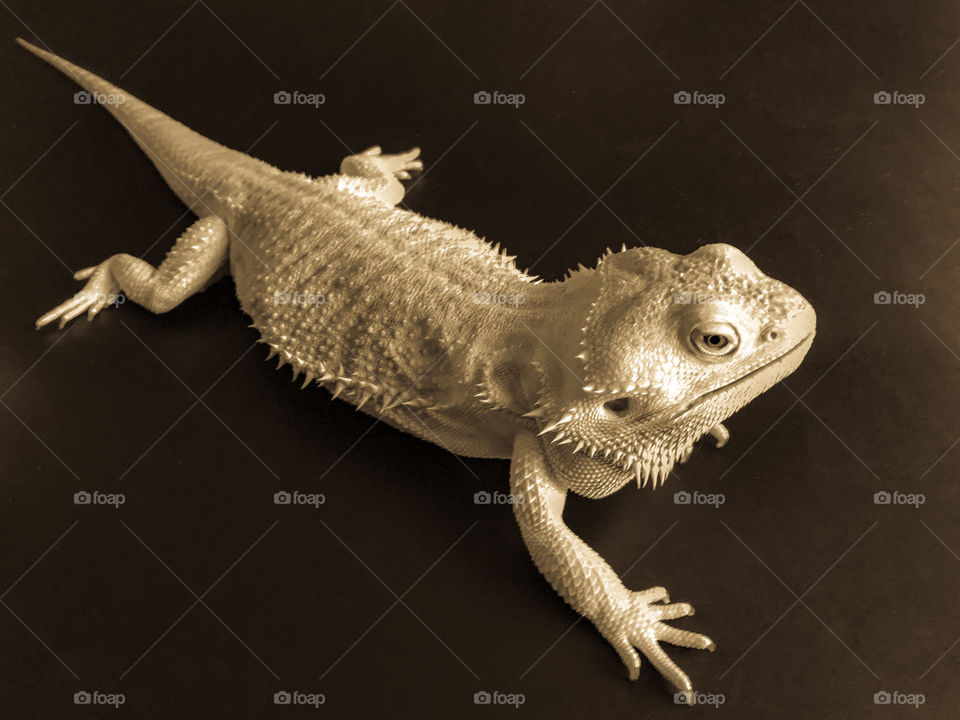 Antique monochrome. My beloved Bearded Dragon loves to have his picture taken. Posing patiently perhaps presuming personal playtime pre plating of perfect personalized provisions. 