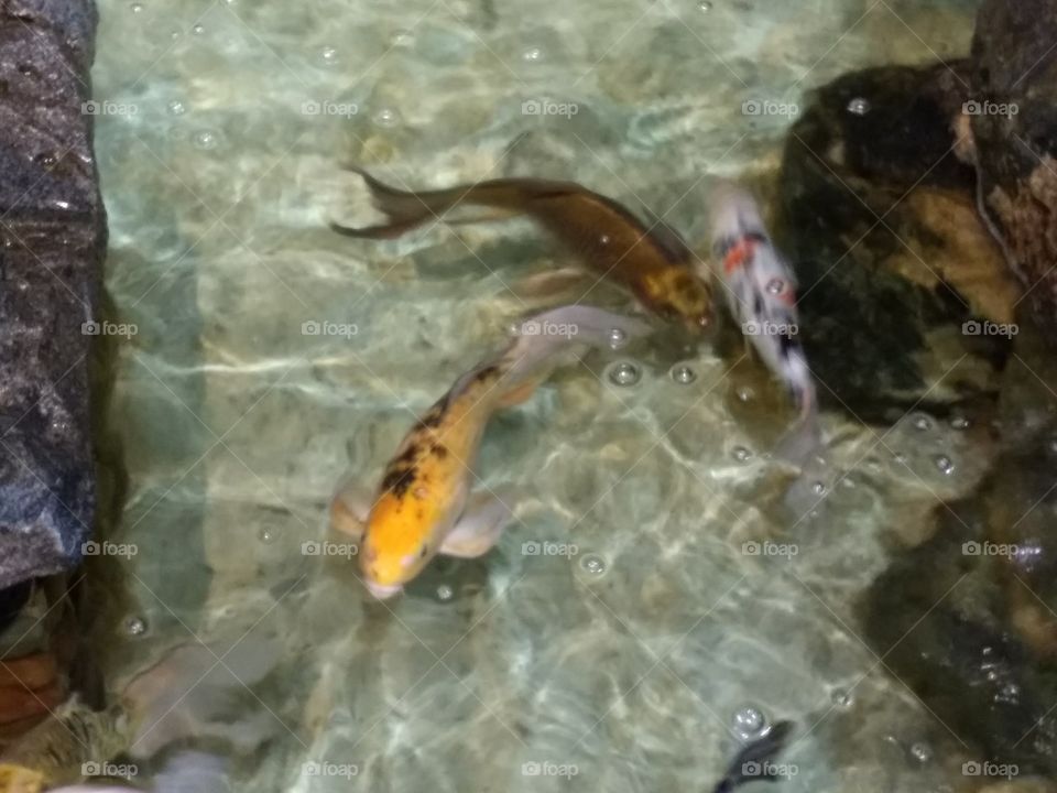 Koi Pond