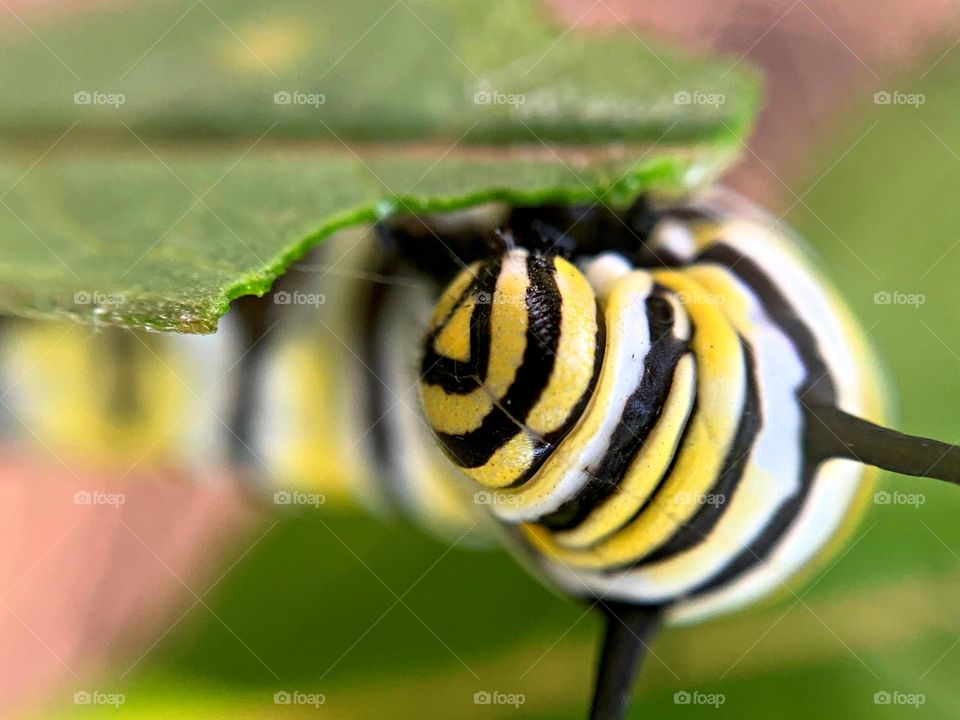 Best Macro Shot - Monarch Larvae feeding on milkweed - Milkweed is the only plant they eat. Monarch butterflies go through four stages during one life cycle and through four generations