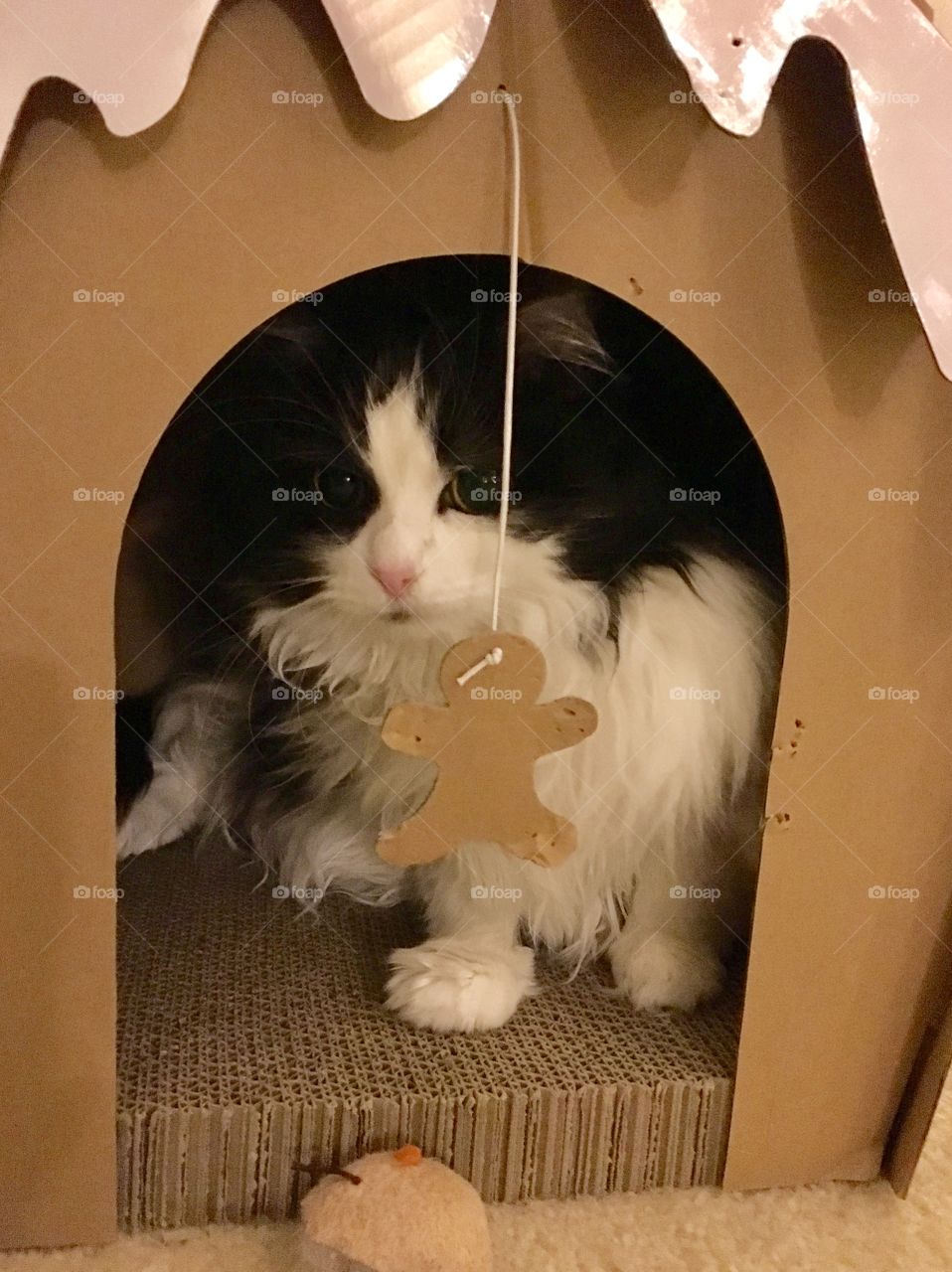 Kitty in a gingerbread house 