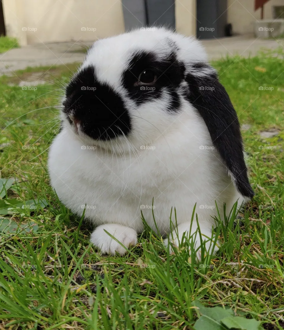 Bunny