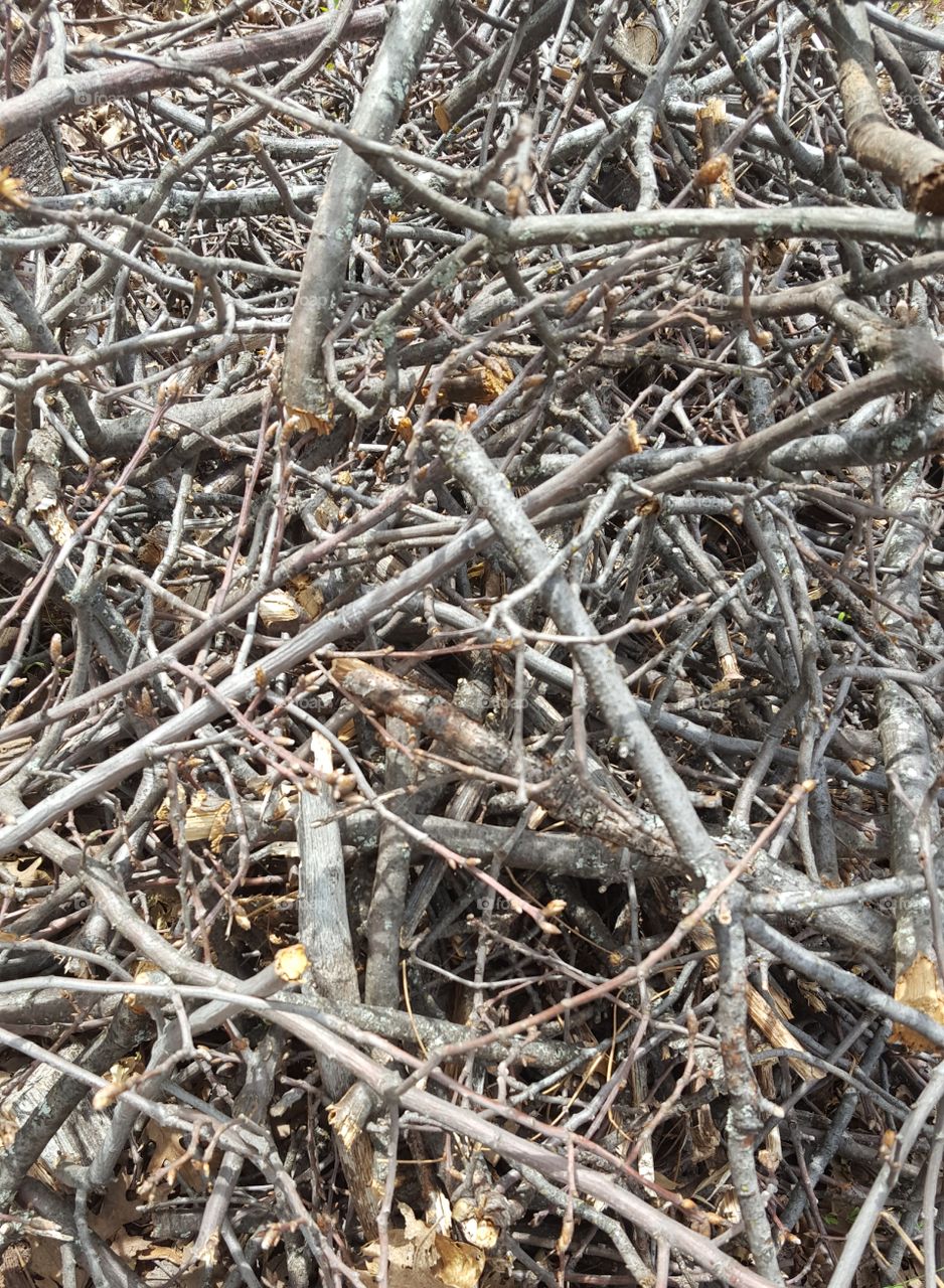 a view of twig and branches we had to trim in our yard. Piled high,
 the tangle of branches looked interesting