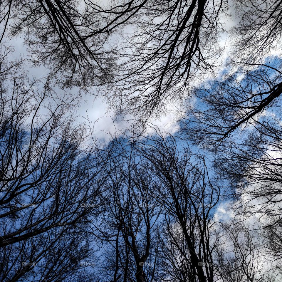 Naked branches and the sky
