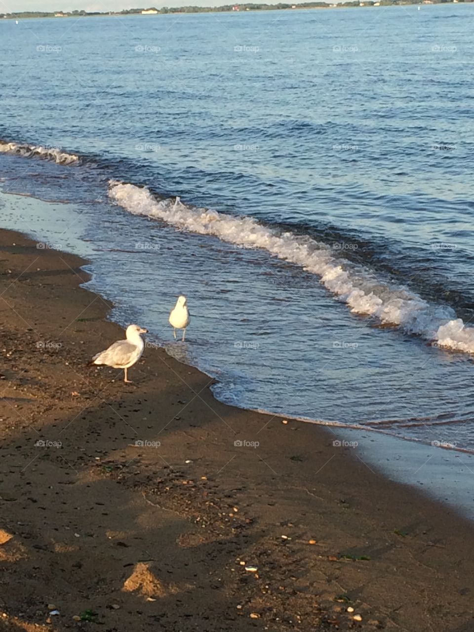 Gulls on the bay