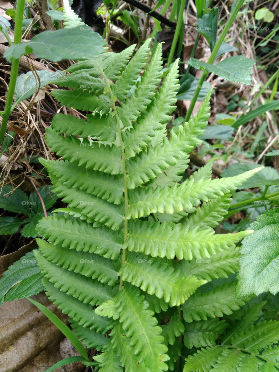 fern