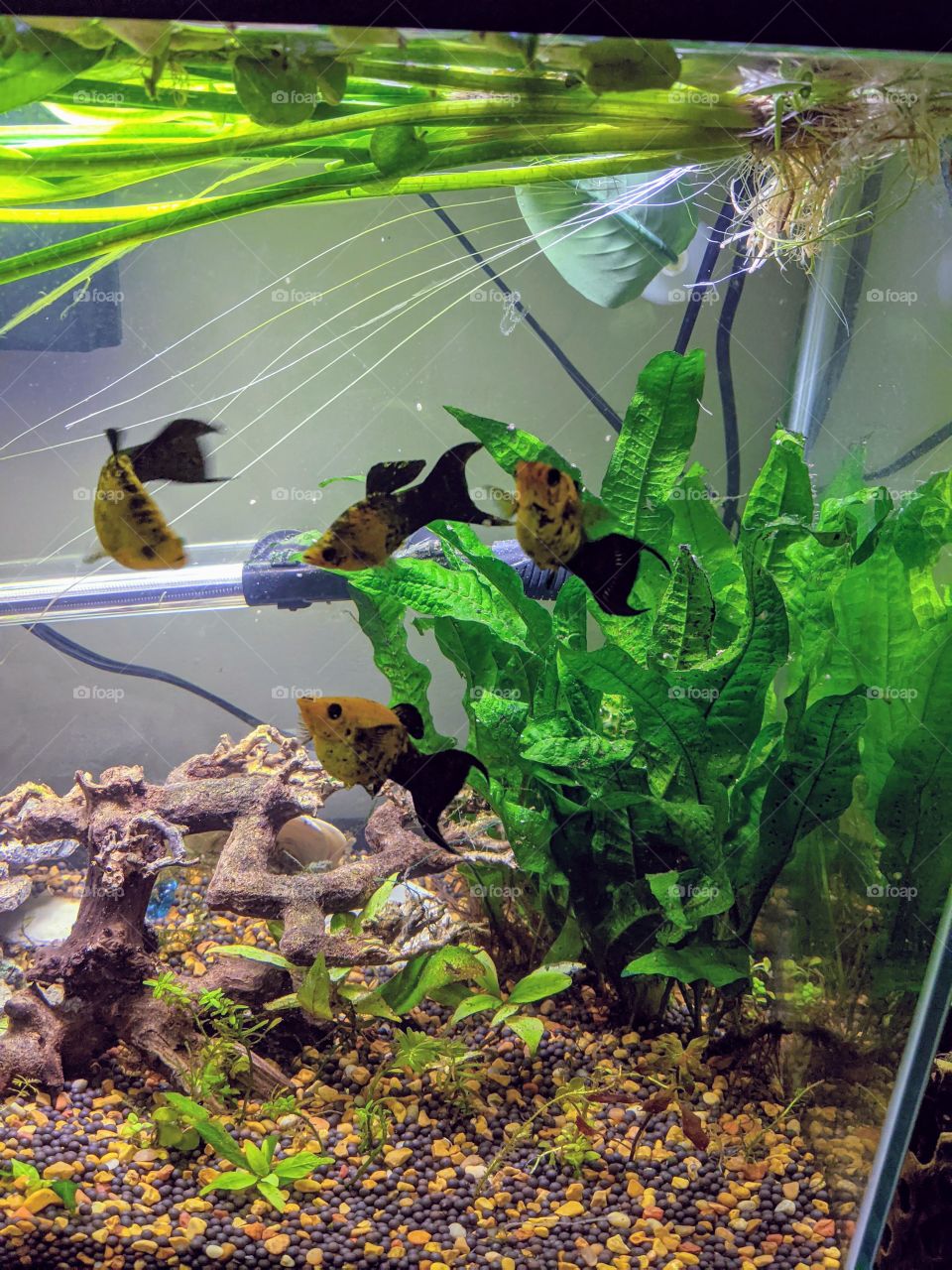 Group of Panda Molly Fish one male three females waiting for dinner in a live planted aquarium with java fern and a driftwood bonsai tree