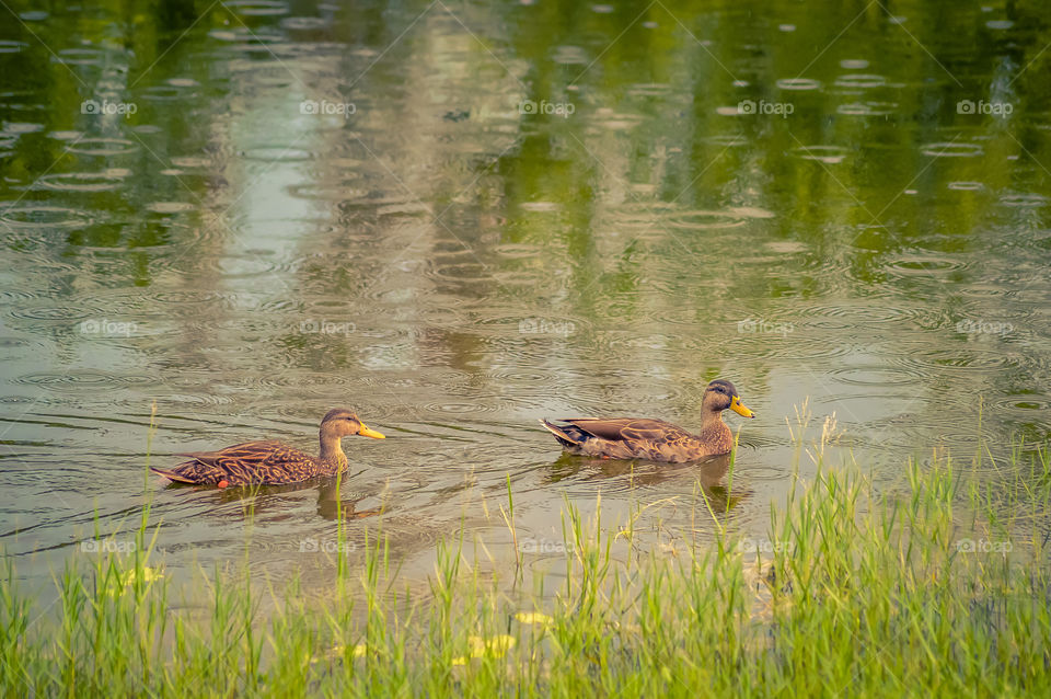 Two brown ducks swimming in the lake during the rain 