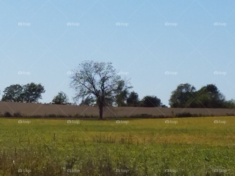 farm field with tree