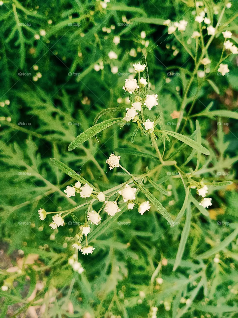 green plants