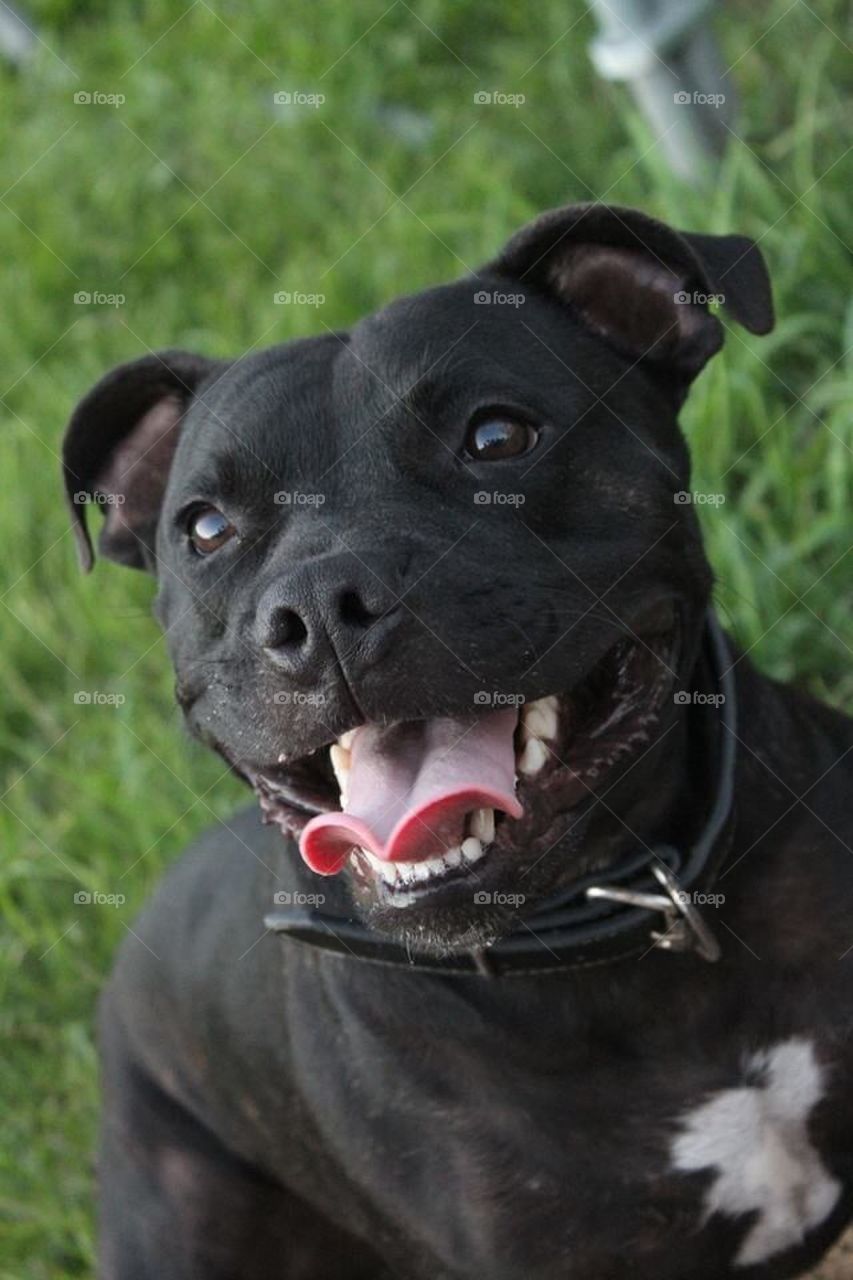 Happy Male Staffy