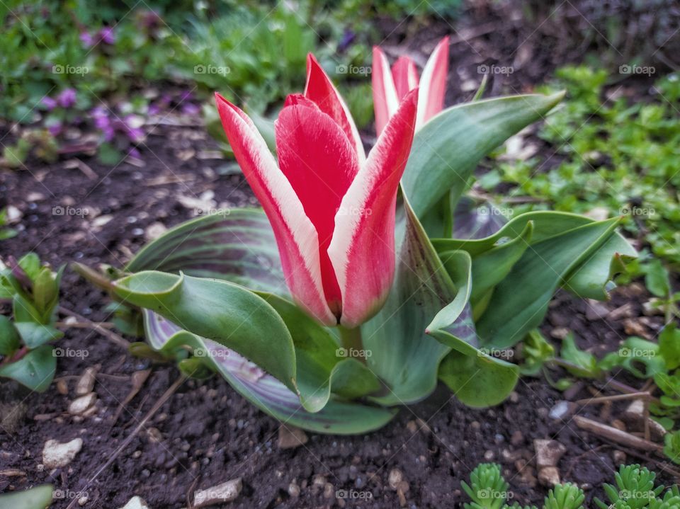 Greig's tulip - a type of flowering plant.