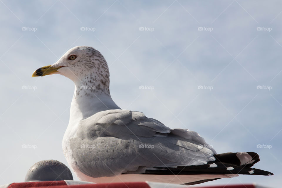 Seagull lying down on umbrella -close-up  - fiskmås