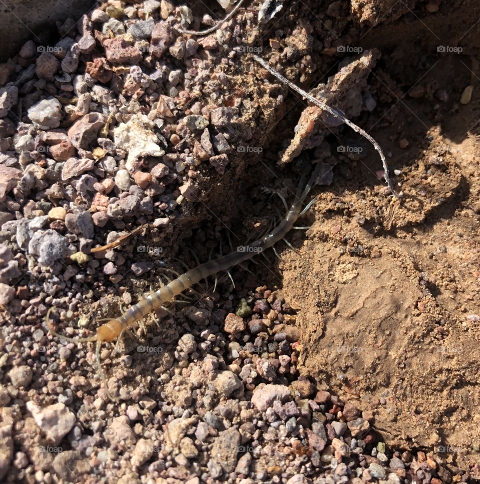 Scolopendra Polymorph centipede crawls along the sand 