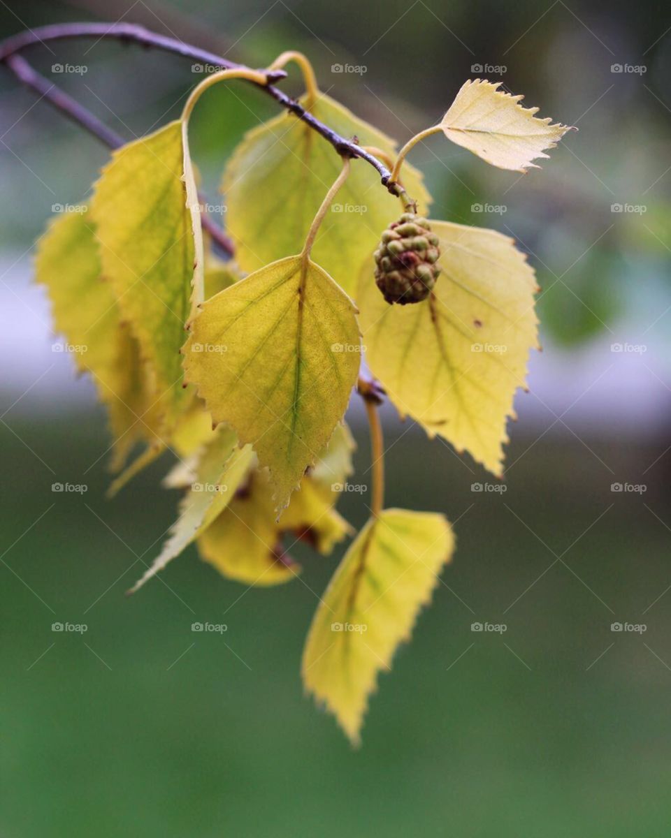 Autumn leaves 