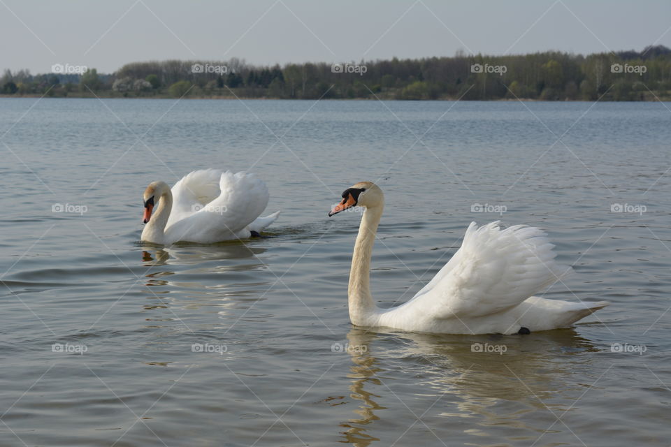 swans pair on a lake beautiful landscape spring time