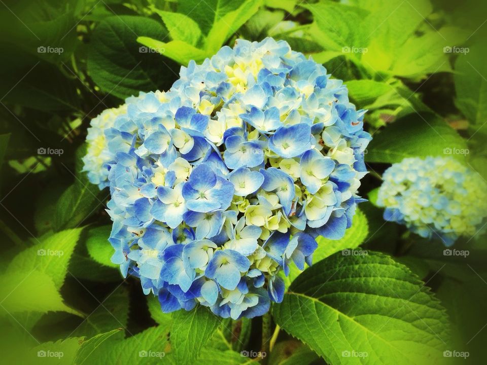 Hydrangea