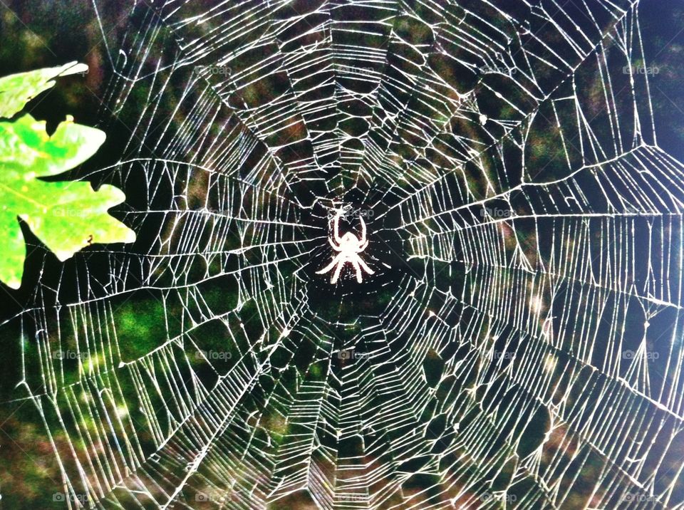 Spotted Orb Weaver (bright). The lovely Spotted Orb Weaver and her web brightened by the flash.