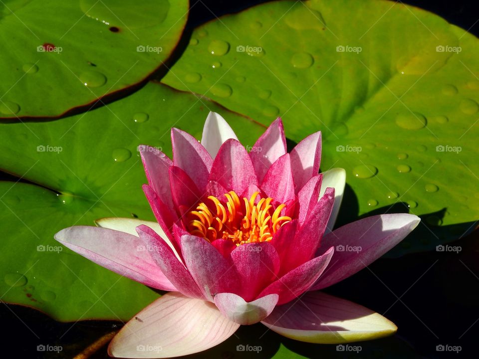 Pink water lily