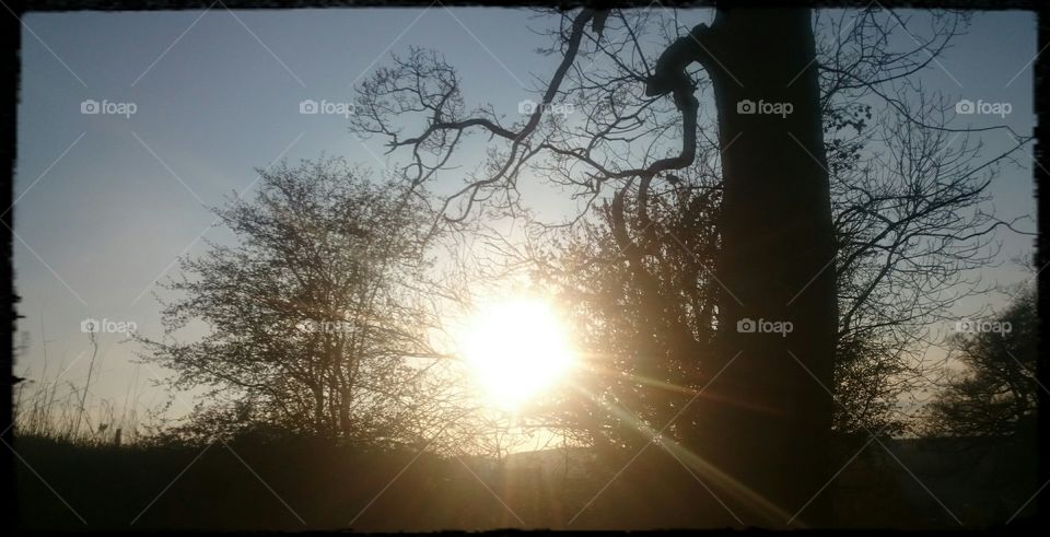 sun through trees in Jedburgh