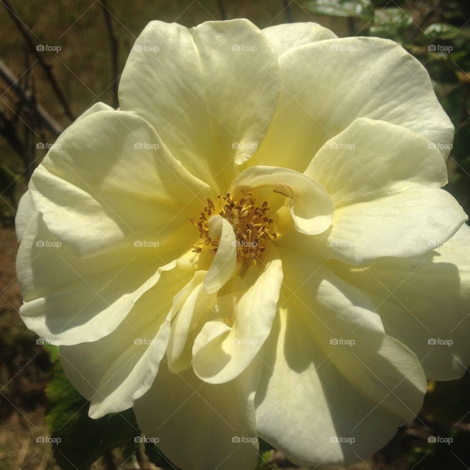 Yellow rose in full bloom in Northern Ireland in June on a surprisingly warm sunny day