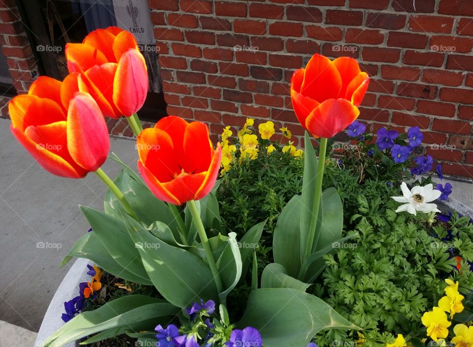 Orange and yellow tulips with other spring flowers in a planter in front of a red brick wall in an urban setting