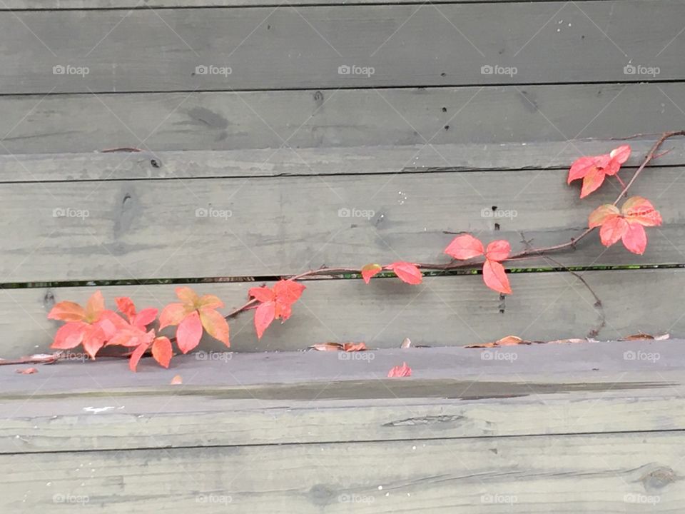 Abandoned Jungleland Zoo