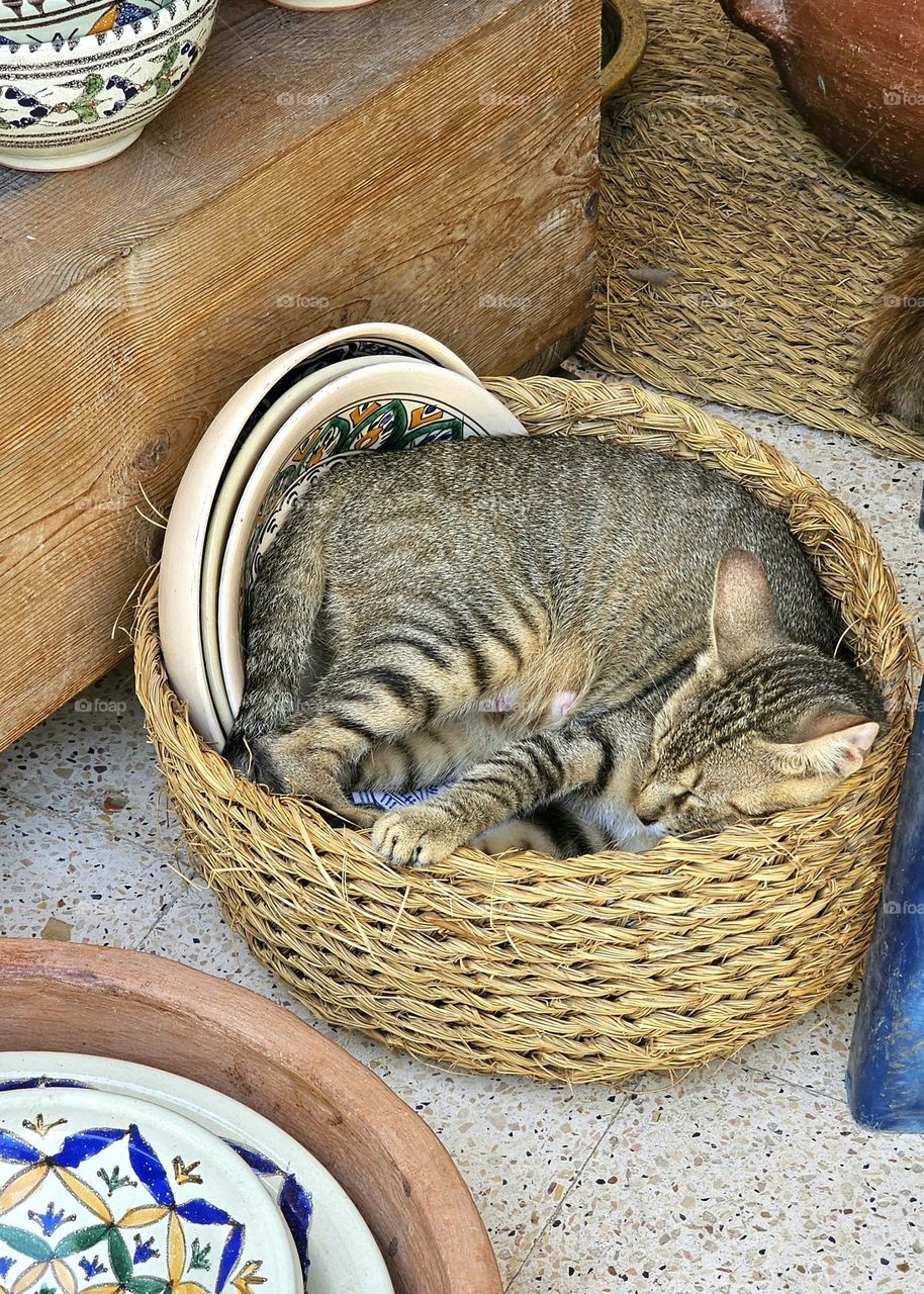 cat in basket
