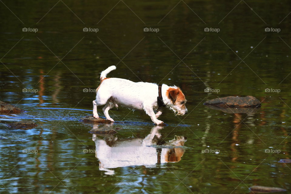 Water, Pool, No Person, Lake, Mammal