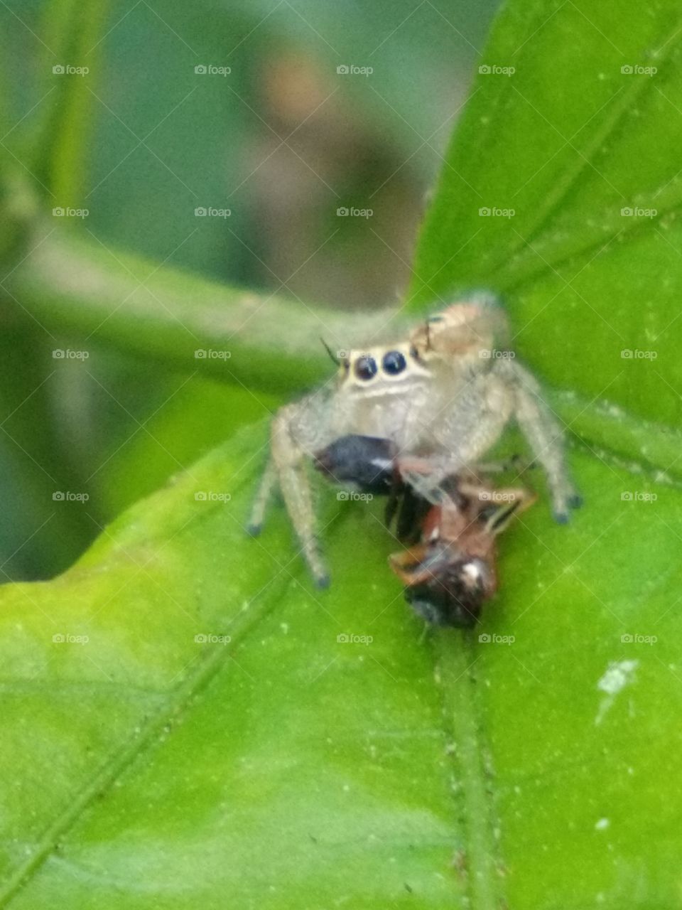 amazing peculiar little spider on beautiful leaves amazing peculiar eyes beautiful