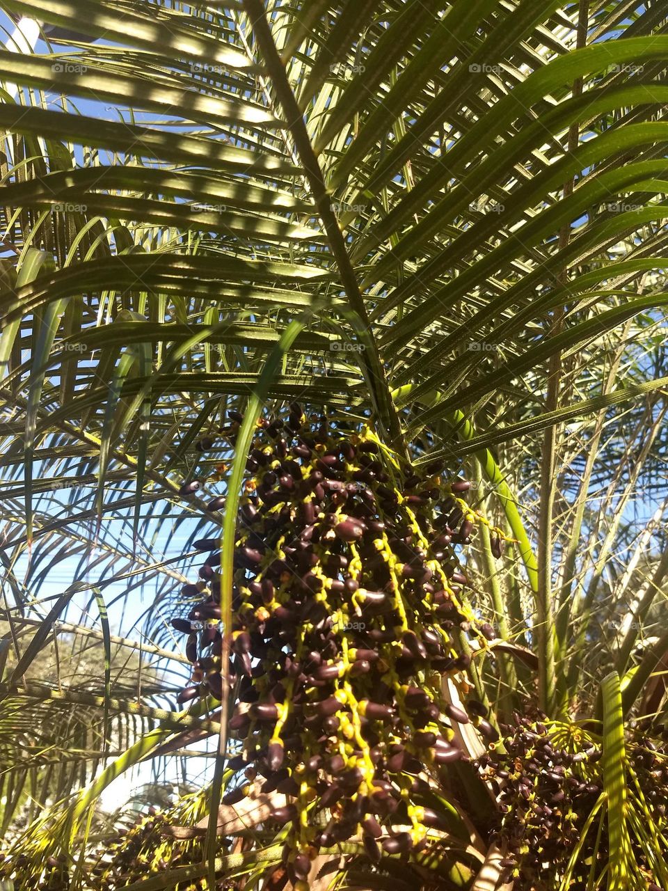 palmtree and seeds