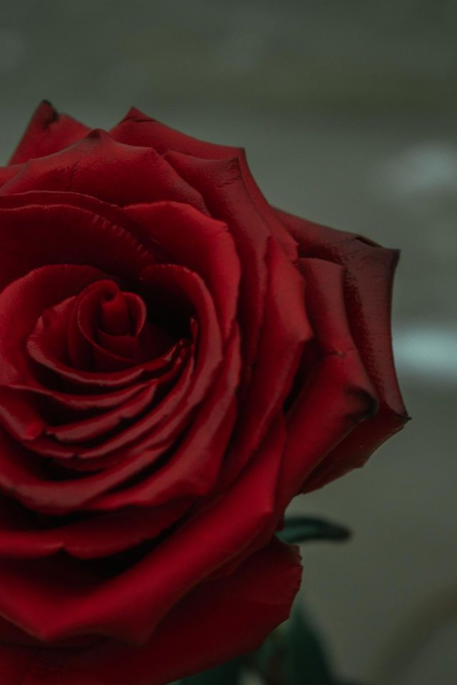 rose 🌹