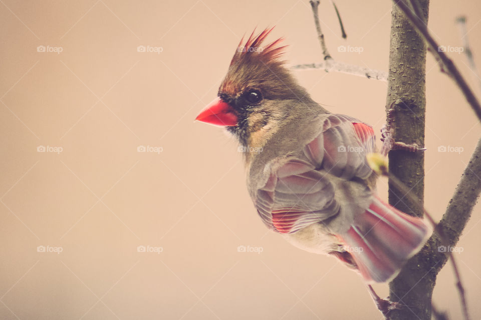 Female Cardinal in Winter