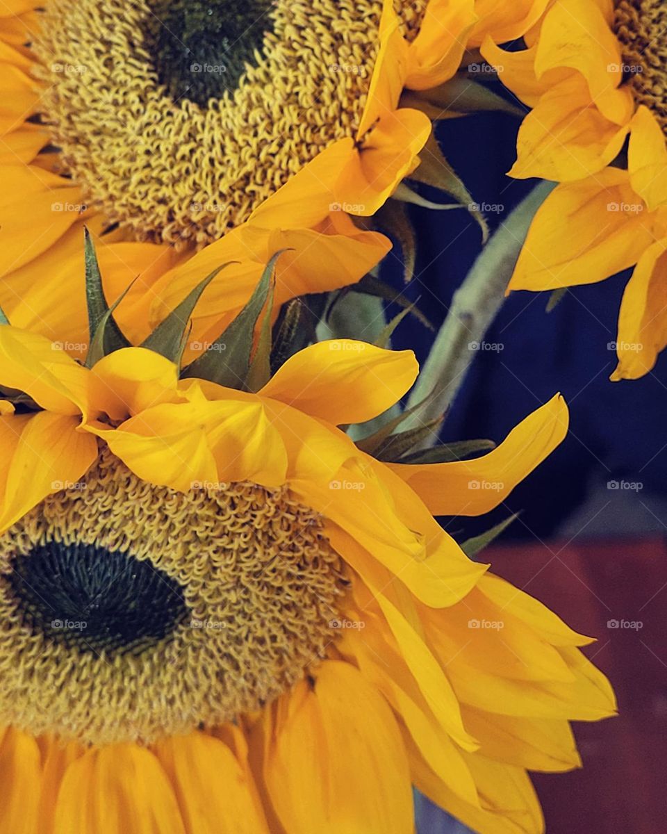 sunny sunflowers