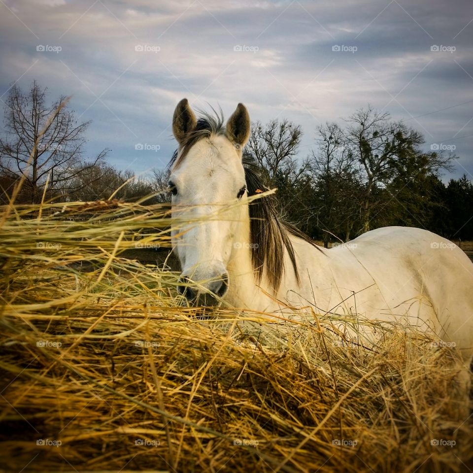 Gray horse under a cloudy winter sky standing behind a bale of hay peeking out