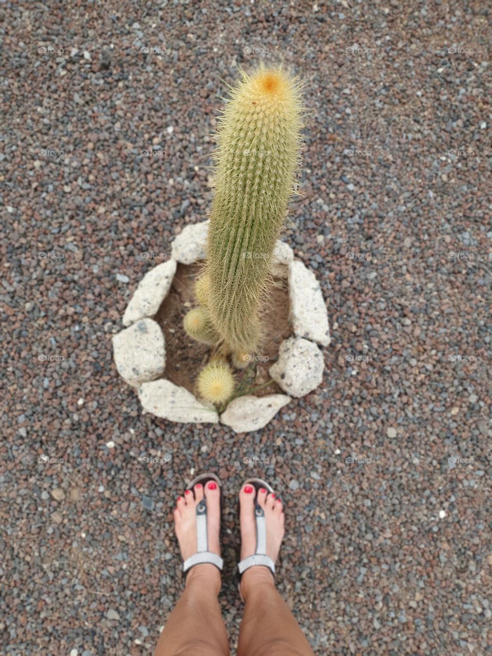 cactus from above,  from my point of view