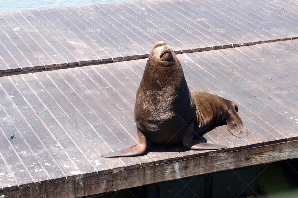 wood seal bay lion by lenusik