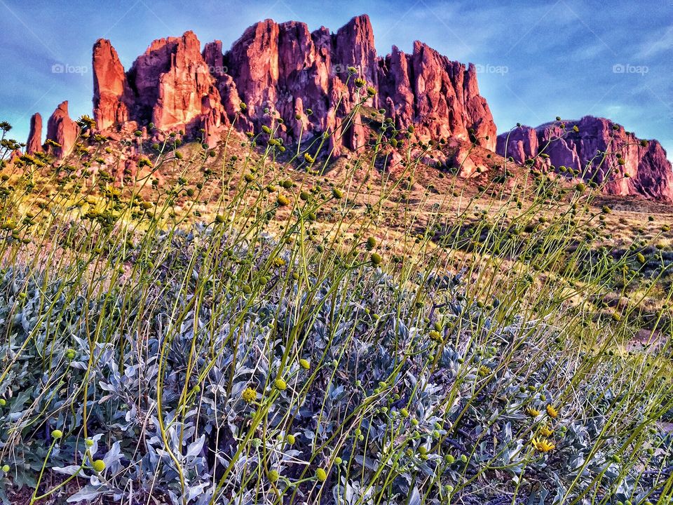 Desert Wildflowers of the Superstition Mountains