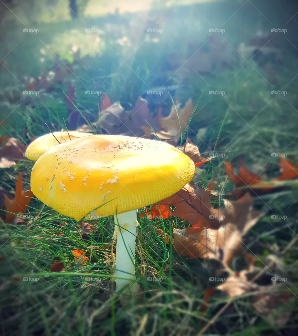 Mushrooms