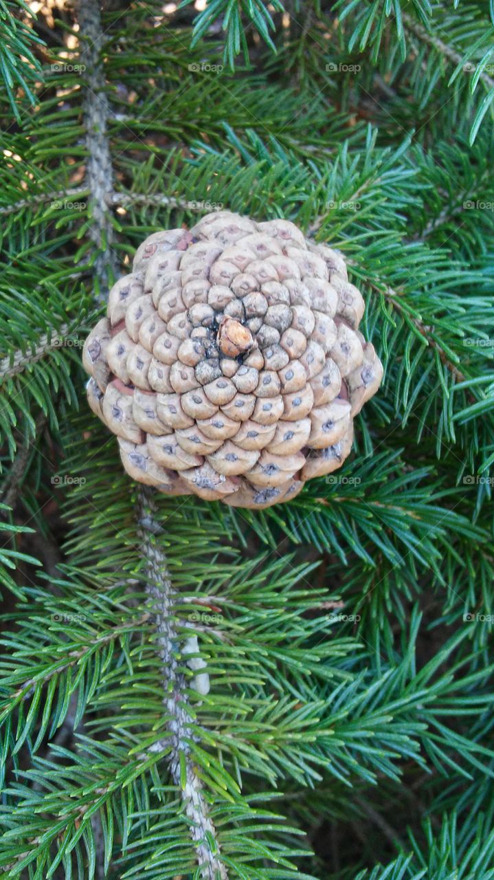 star pinecone