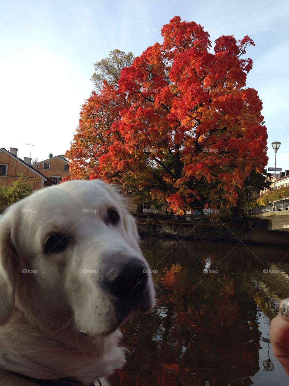 Golden retriever enjoying fall in Uppsala