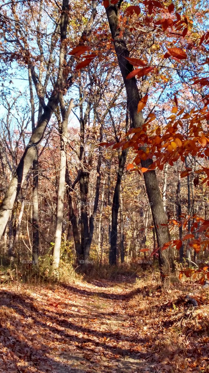 woods in fall