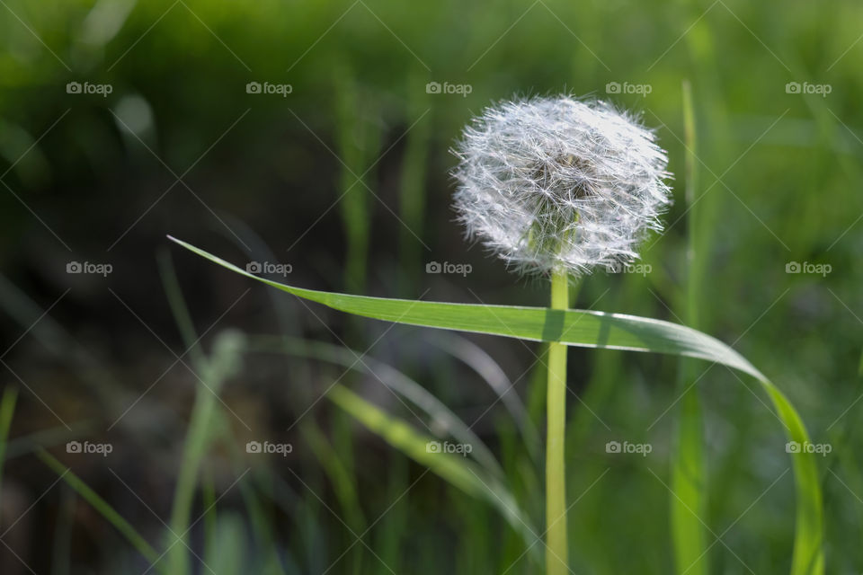 Dandelion