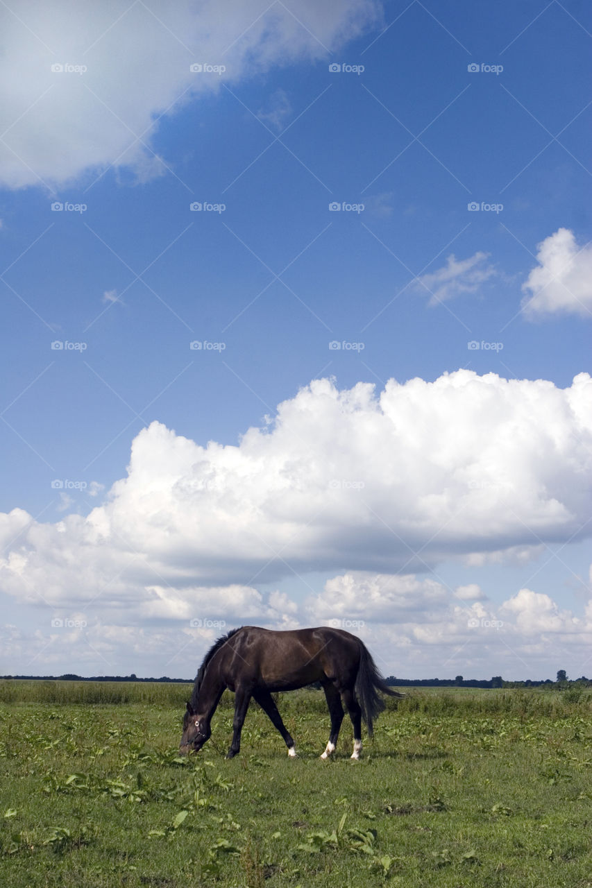 No Person, Outdoors, Grass, Mammal, Sky