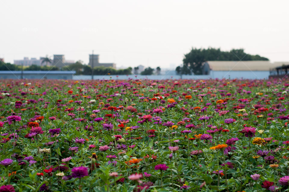 Flower Field, Taiwan 
